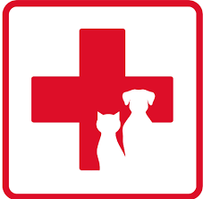 Dog practicing emergency vet preparedness with calm handling and a relaxed down-stay at home