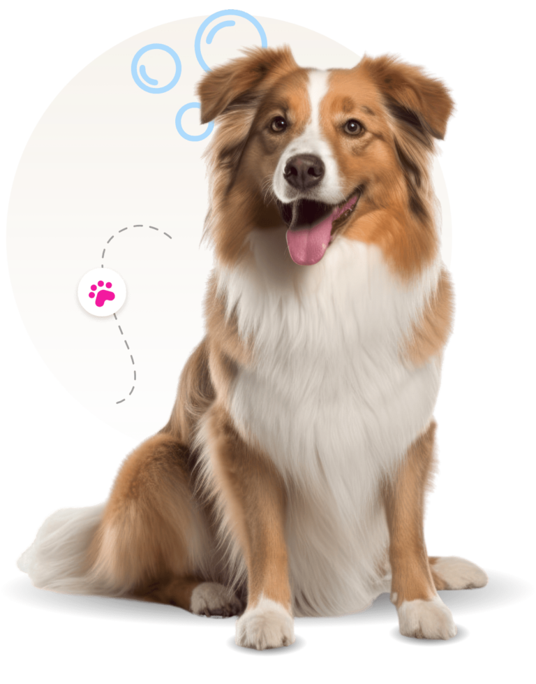 Dog practicing mobile grooming training with calm brushing at home in Springfield, MO