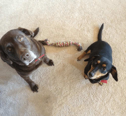 Dog practicing treat manners with calm focus during obedience training in Springfield, MO