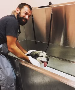 Dog practicing pet store manners on leash inside a Springfield pet supply store