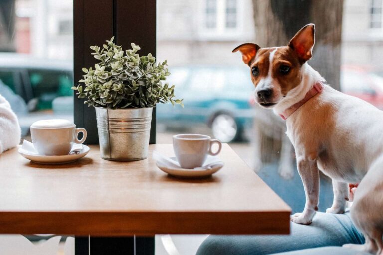 Practical Calm Dog-Friendly Cafe Manners