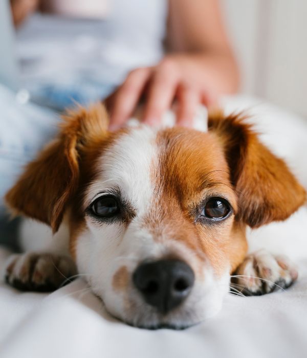 Simple Calm Boarding Prep for Dogs
