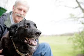 Simple Calm Dog Photo Session Training