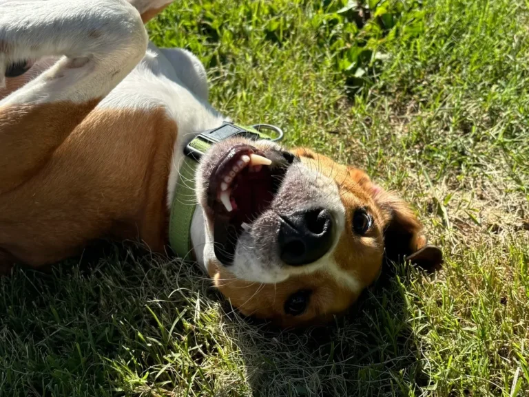 Simple Stress-Free Dog Boarding Preparation