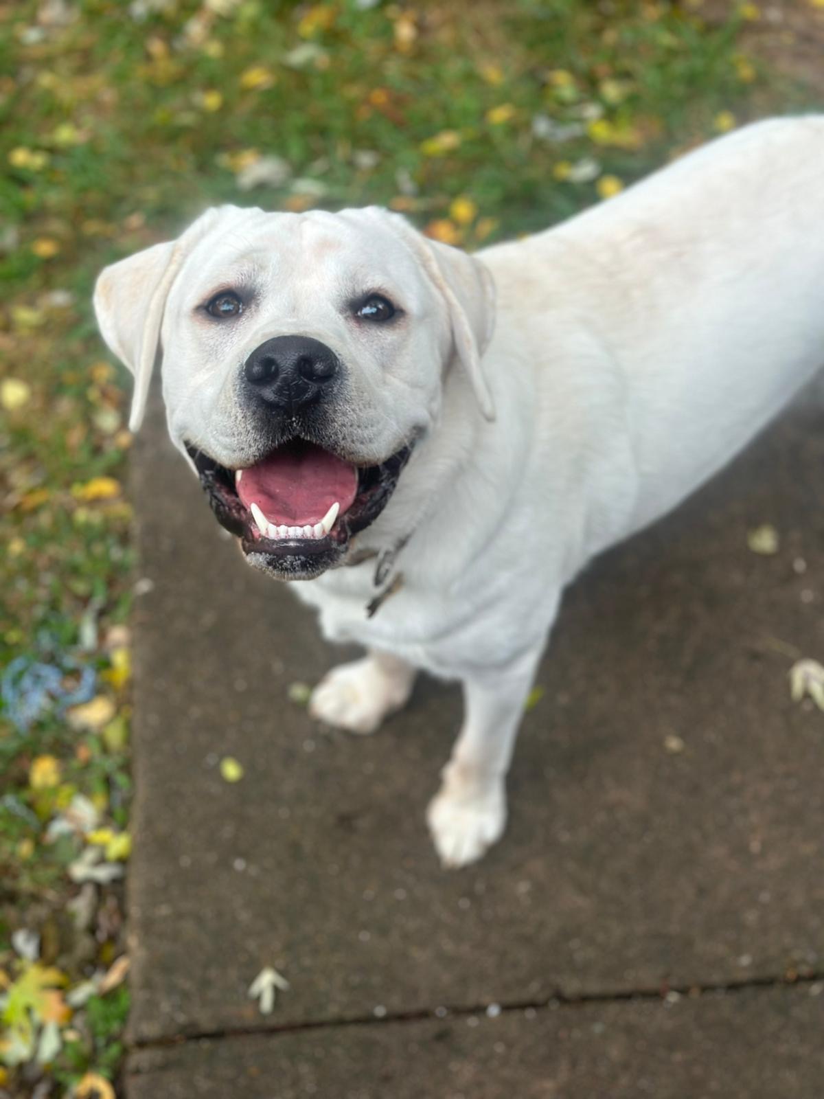 Bo, a white English Labrador, standing on a sidewalk and looking up at the camera after board and train in Springfield, MO