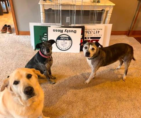 Back-to-school dog training for a calm dog in Springfield Missouri