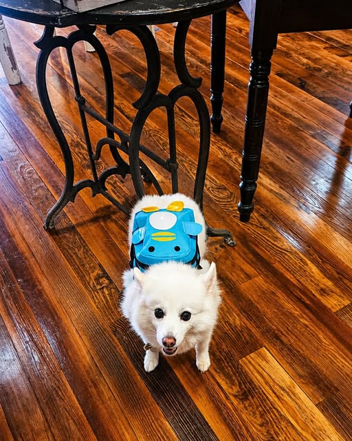 Pet store training with a calm leashed dog walking beside its owner inside a Springfield, Missouri pet boutique.
