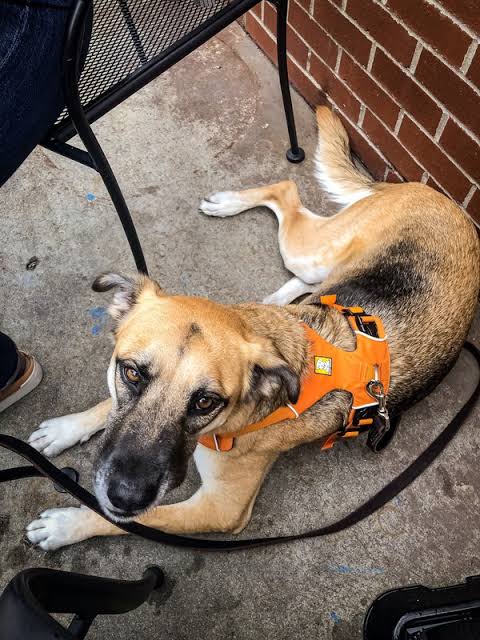 Dog patio training with a calm dog resting beside an outdoor table in Springfield, Missouri