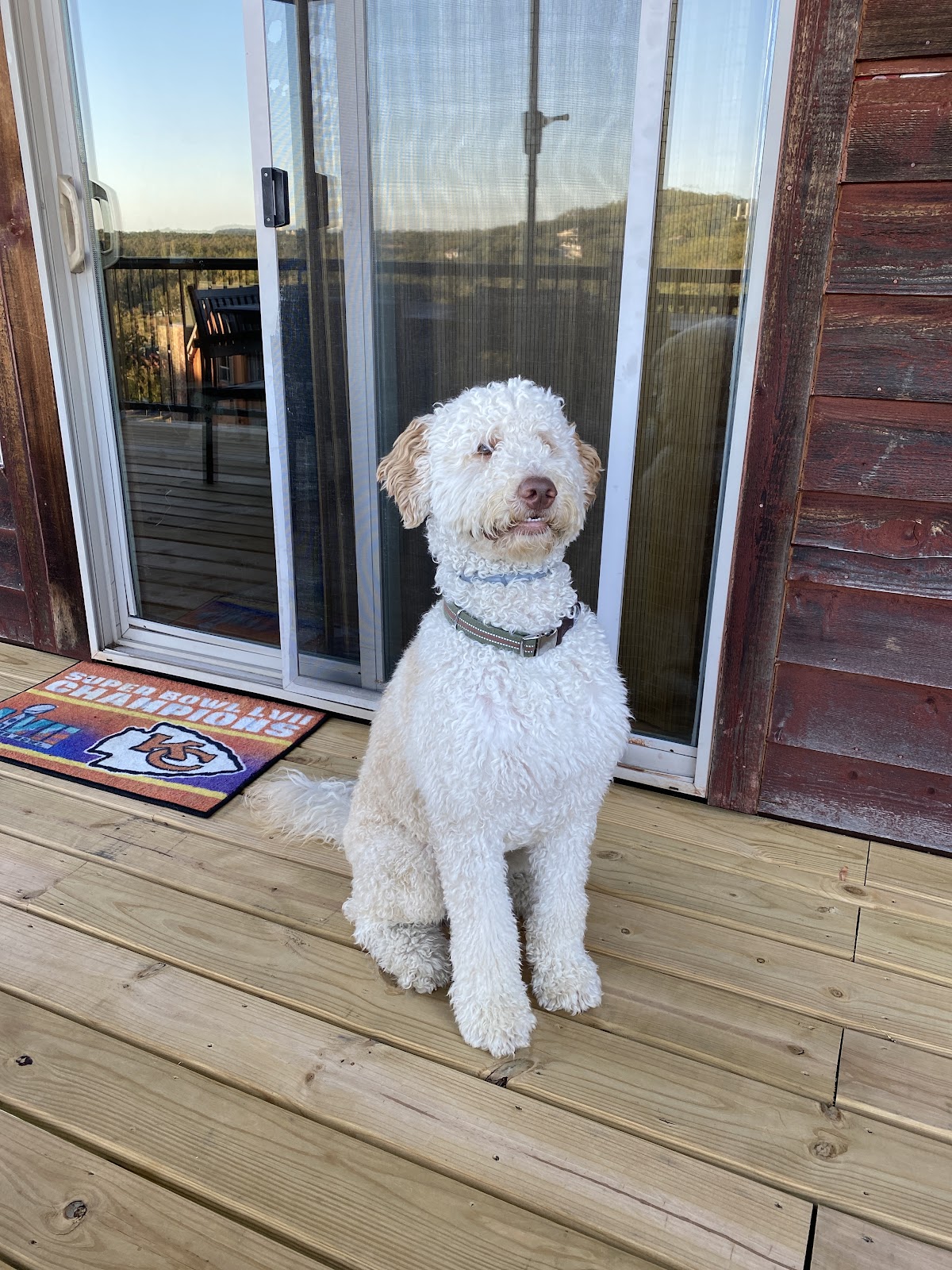 The Golden Doodle from this story sitting calmly on a wooden deck by a sliding glass door, Off Leash K9 Training Southwest Missouri