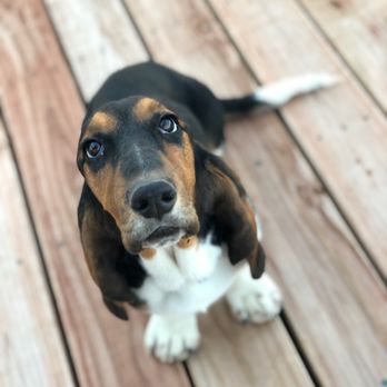 Dog daycare training in Springfield MO with a calm dog practicing focus and obedience before daycare
